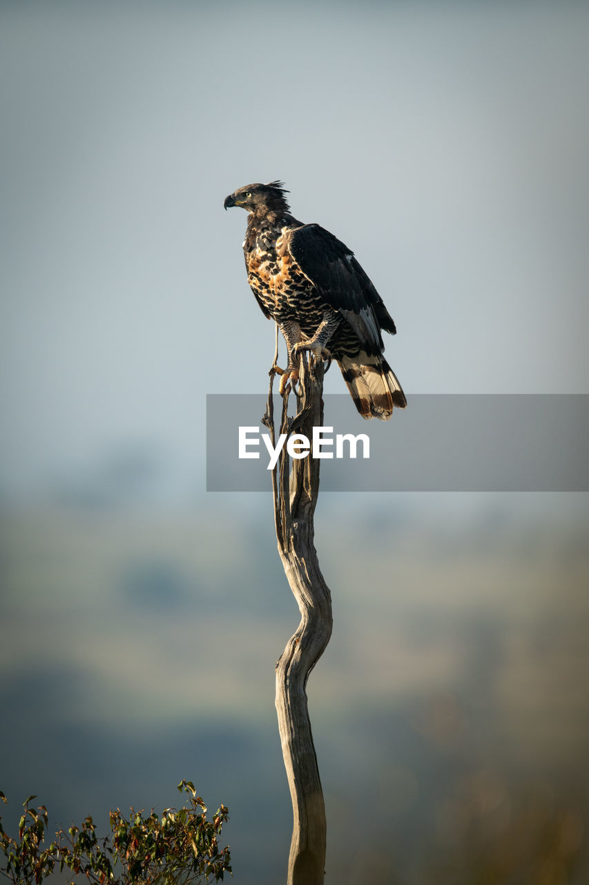 African crowned eagle perches on long stump