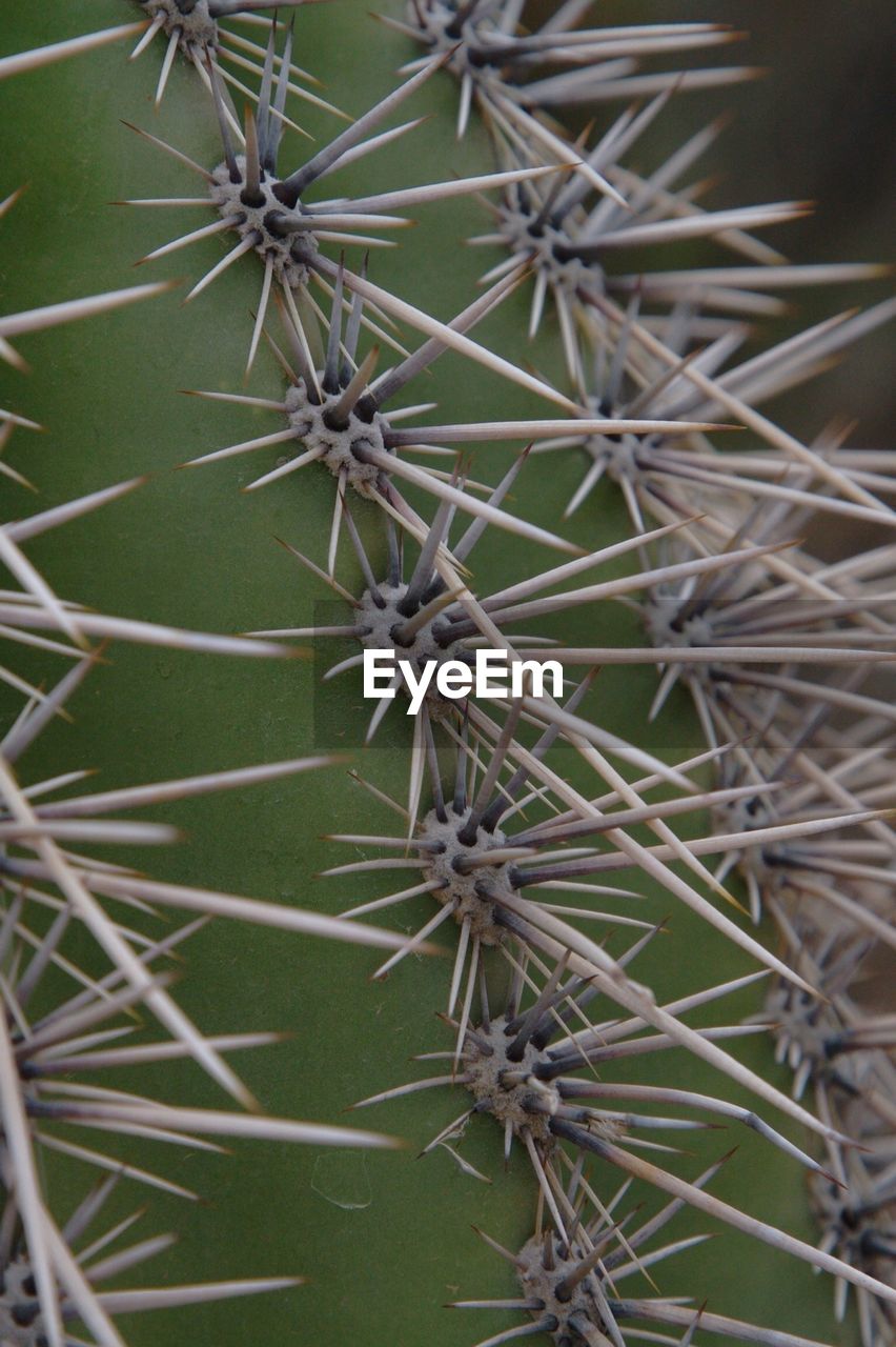 Close-up of thorns on cactus