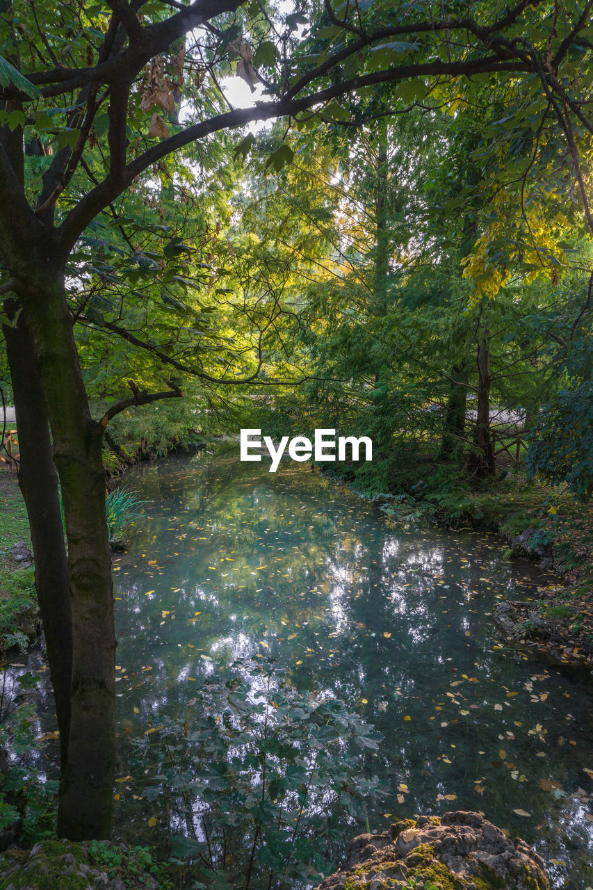 TREES GROWING IN FOREST