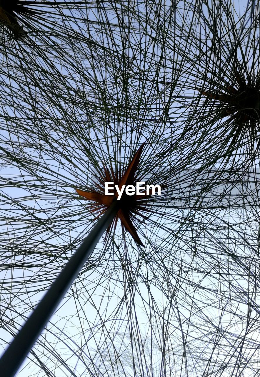 LOW ANGLE VIEW OF FLOWER TREE AGAINST SKY