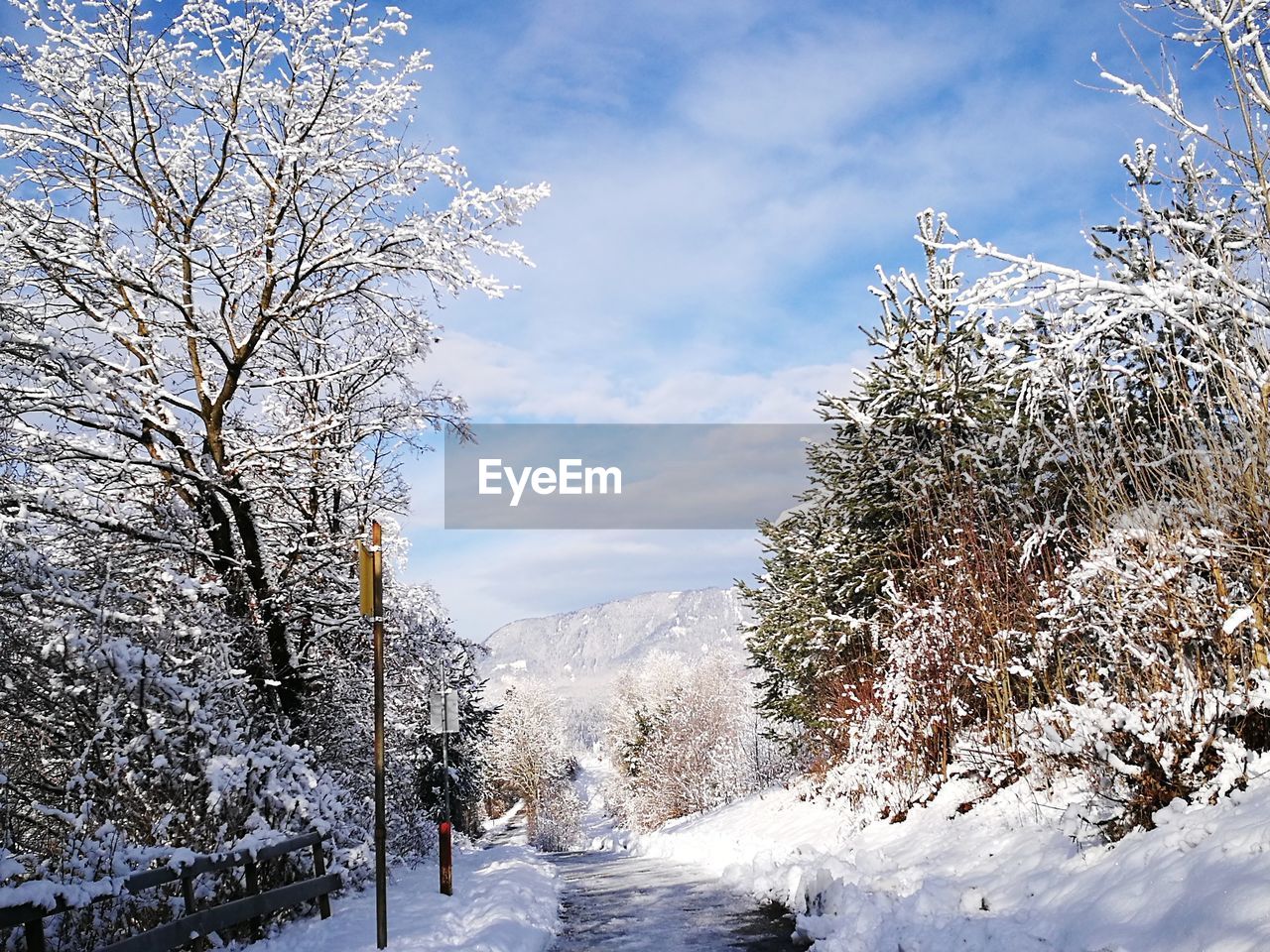 BARE TREES ON SNOW COVERED LANDSCAPE