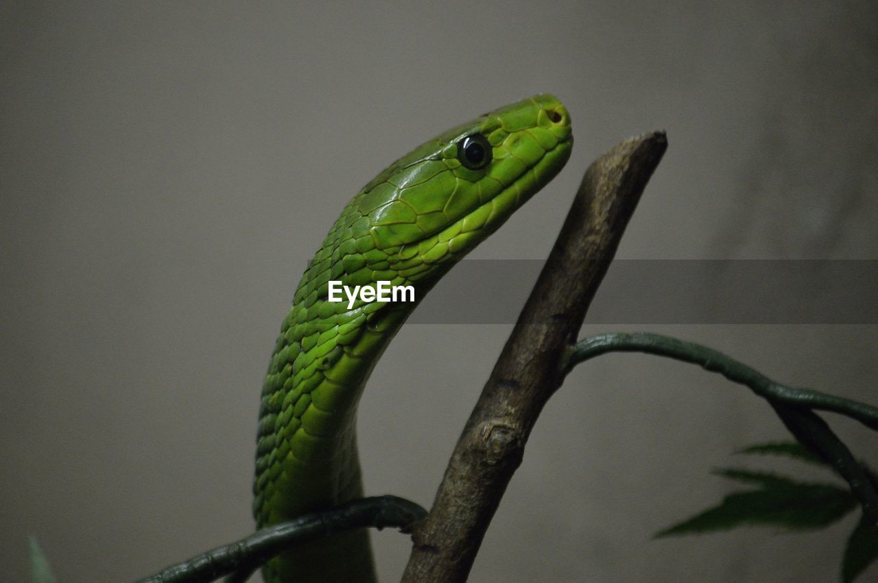 Close-up of east african green mamba on branch at zoo