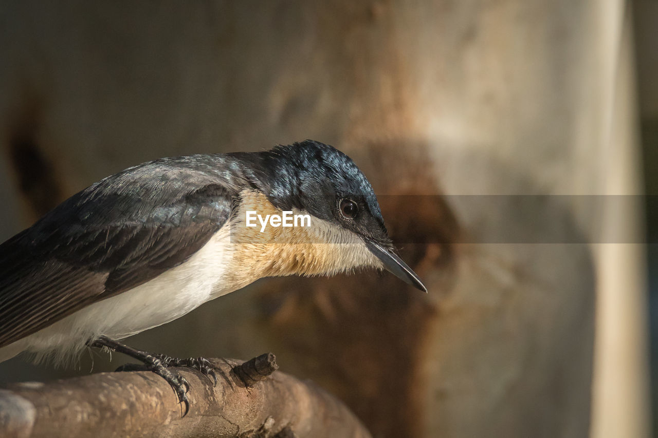 Close-up of a bird looking away