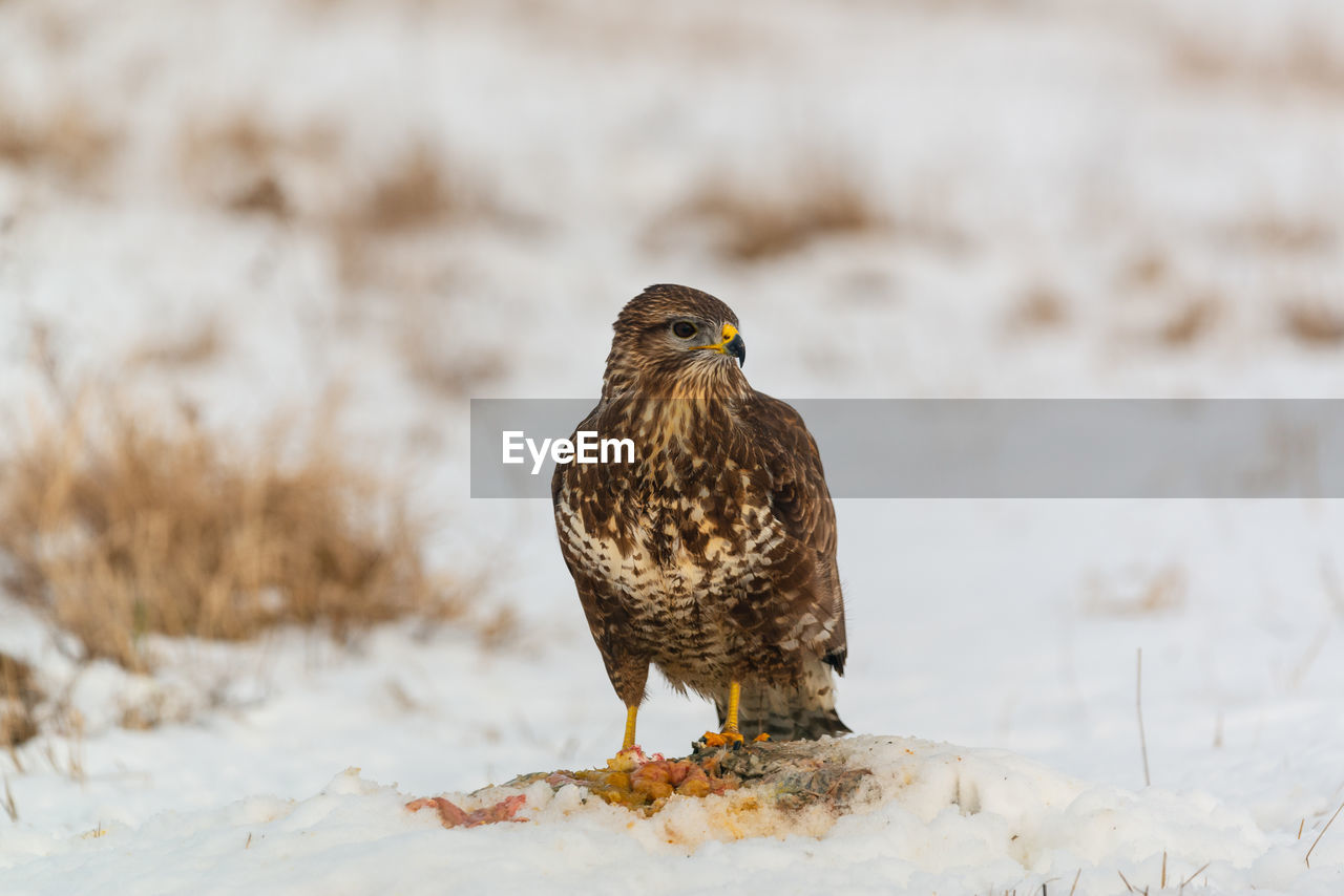 CLOSE-UP OF BIRD PERCHING ON SNOWY FIELD