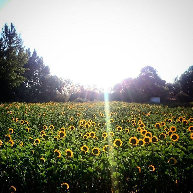 SUNSET OVER FIELD