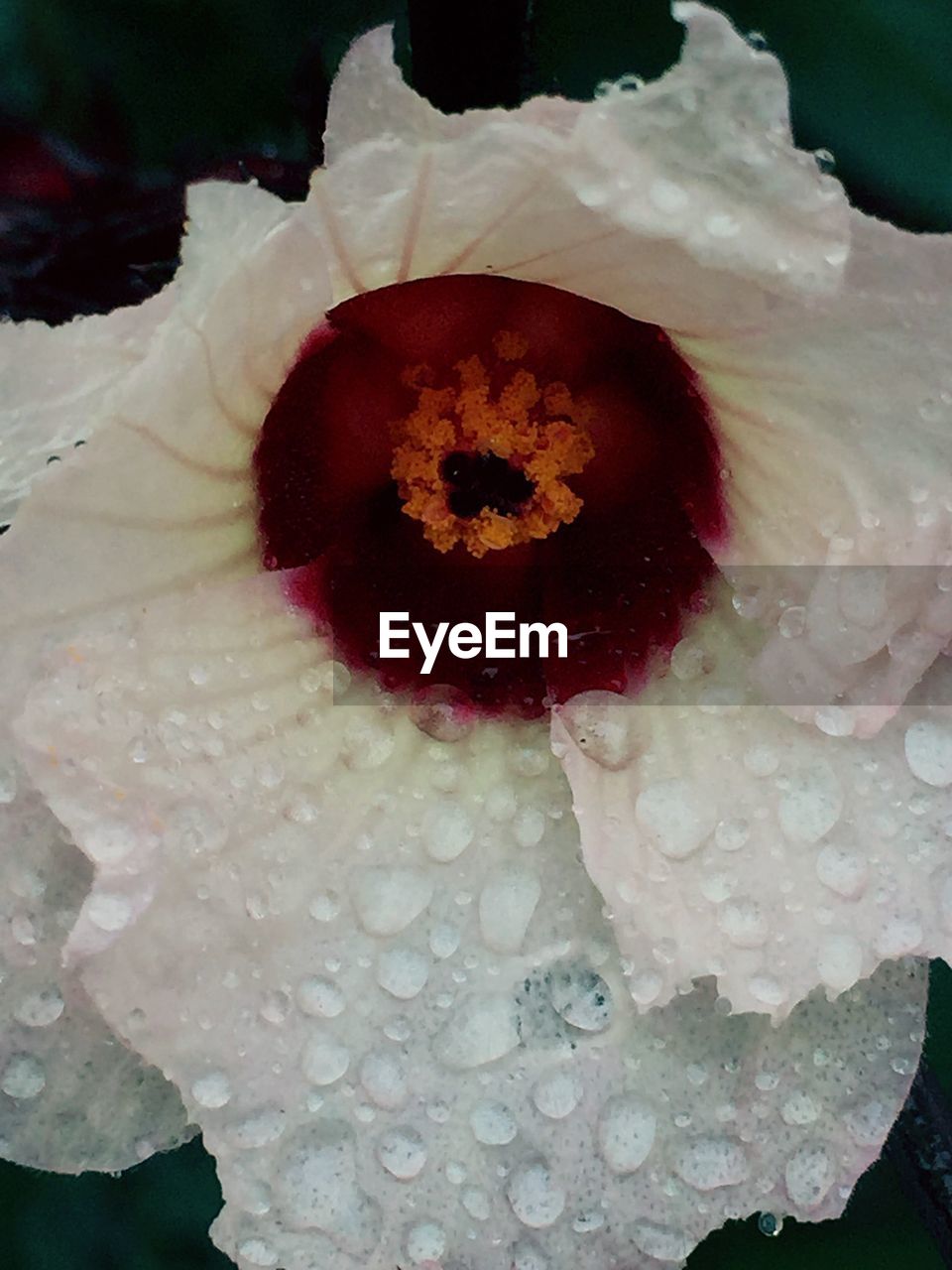 Close-up of poppy flower