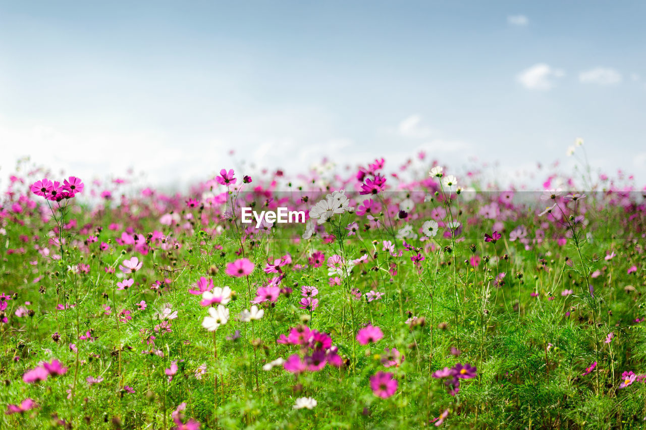 PINK FLOWERS ON FIELD