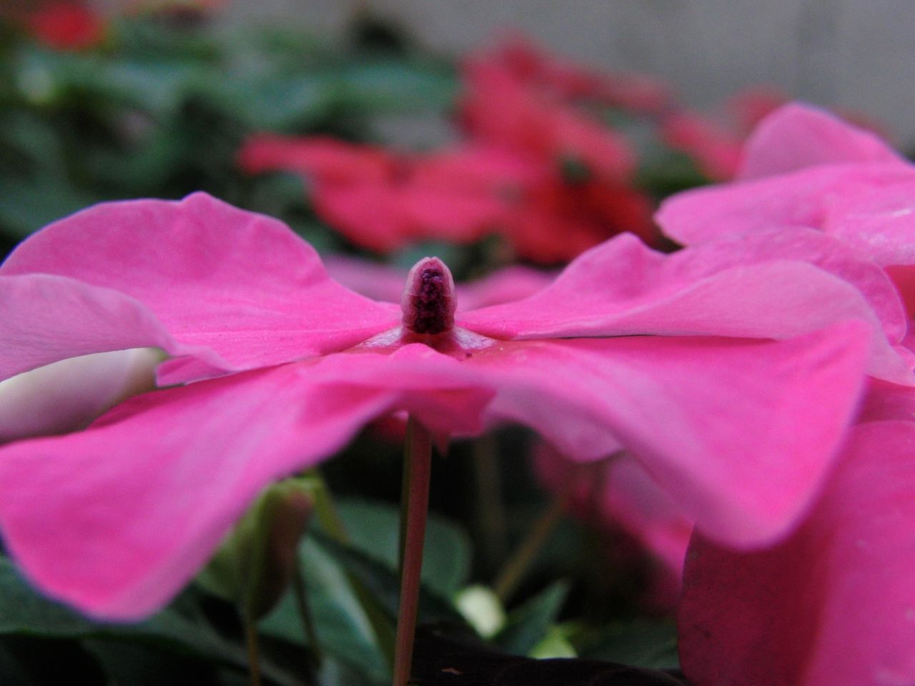 CLOSE-UP OF INSECT ON PINK FLOWER BLOOMING OUTDOORS