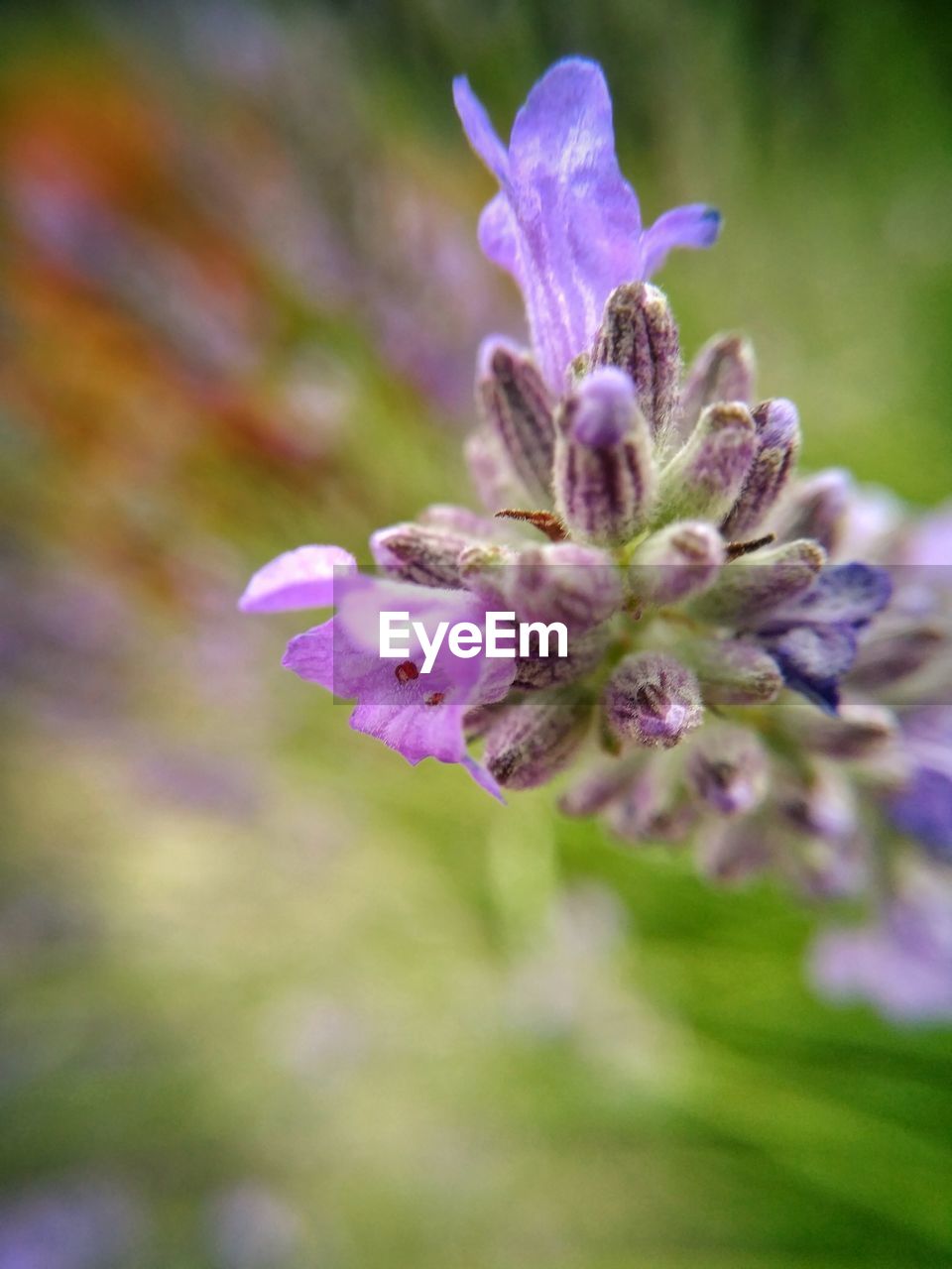 CLOSE-UP OF PURPLE FLOWER