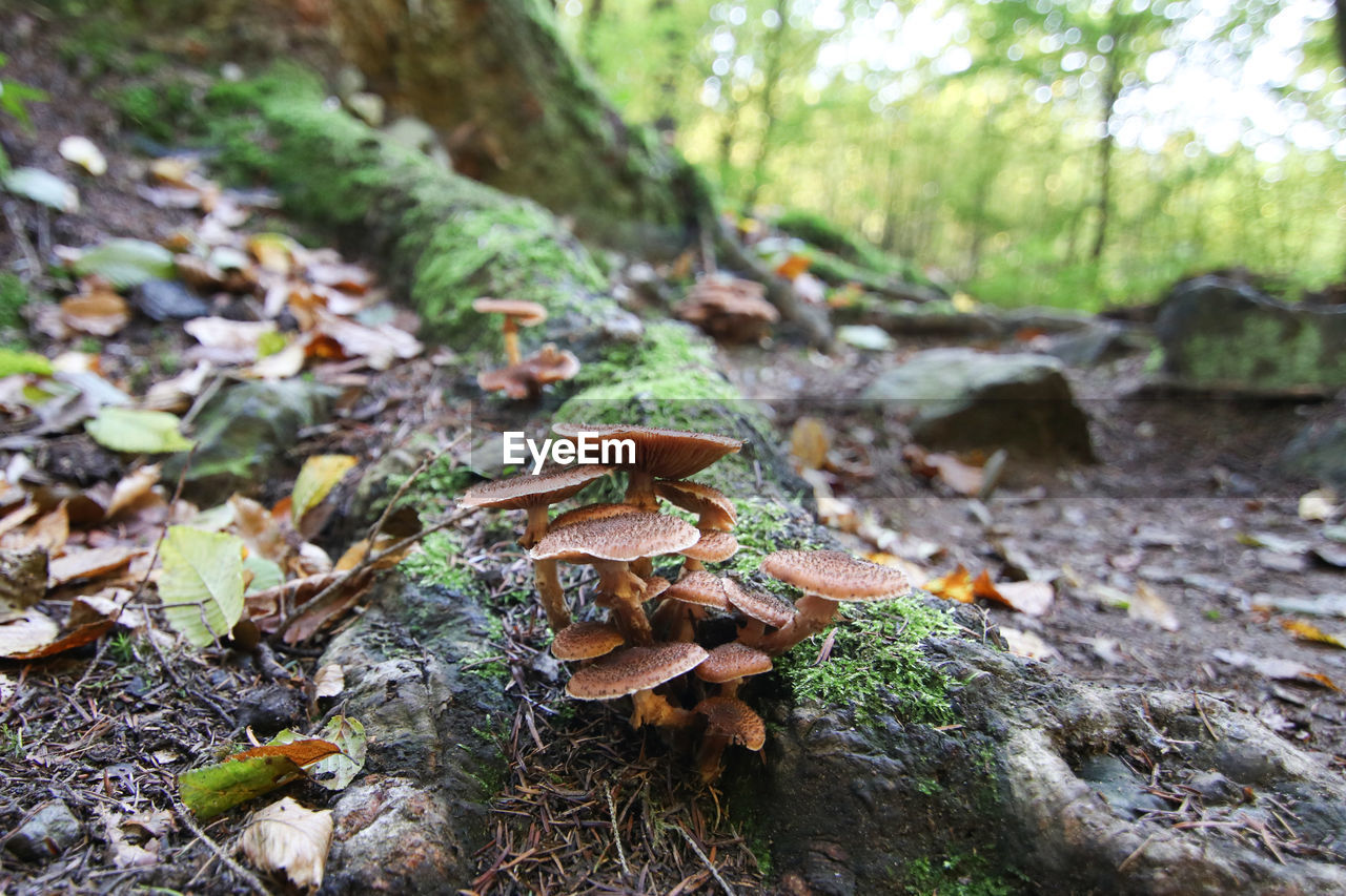 Close-up of mushroom growing on field