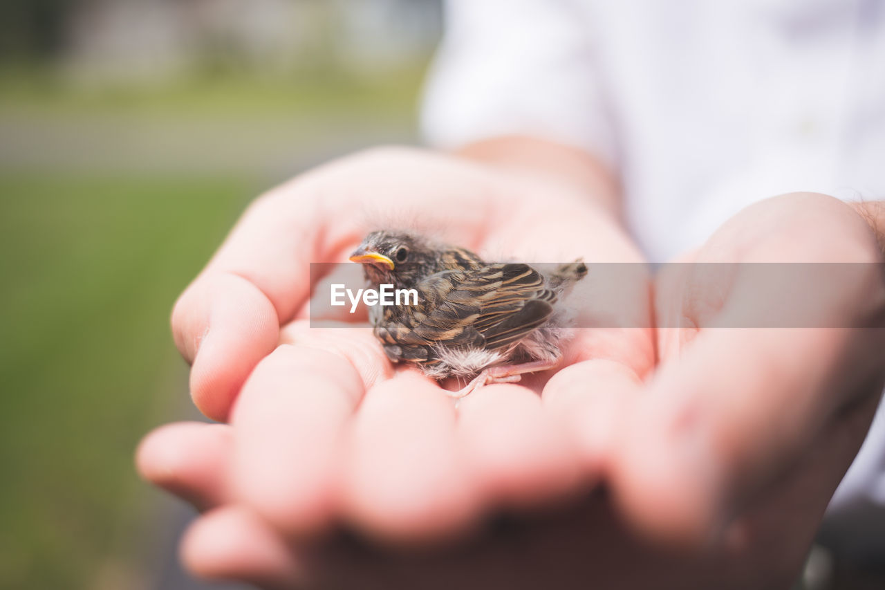 CLOSE-UP OF A HAND HOLDING YOUNG BIRD