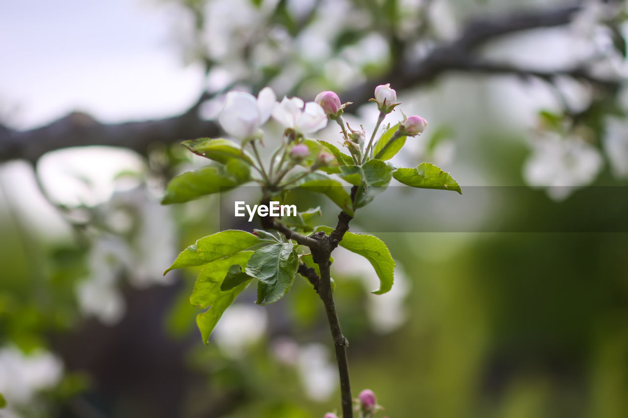 plant, blossom, tree, flower, branch, growth, nature, beauty in nature, freshness, flowering plant, green, plant part, leaf, focus on foreground, springtime, close-up, produce, food and drink, no people, food, fragility, outdoors, fruit, day, twig, fruit tree, macro photography, selective focus, botany, environment, healthy eating, shrub, agriculture, wildflower