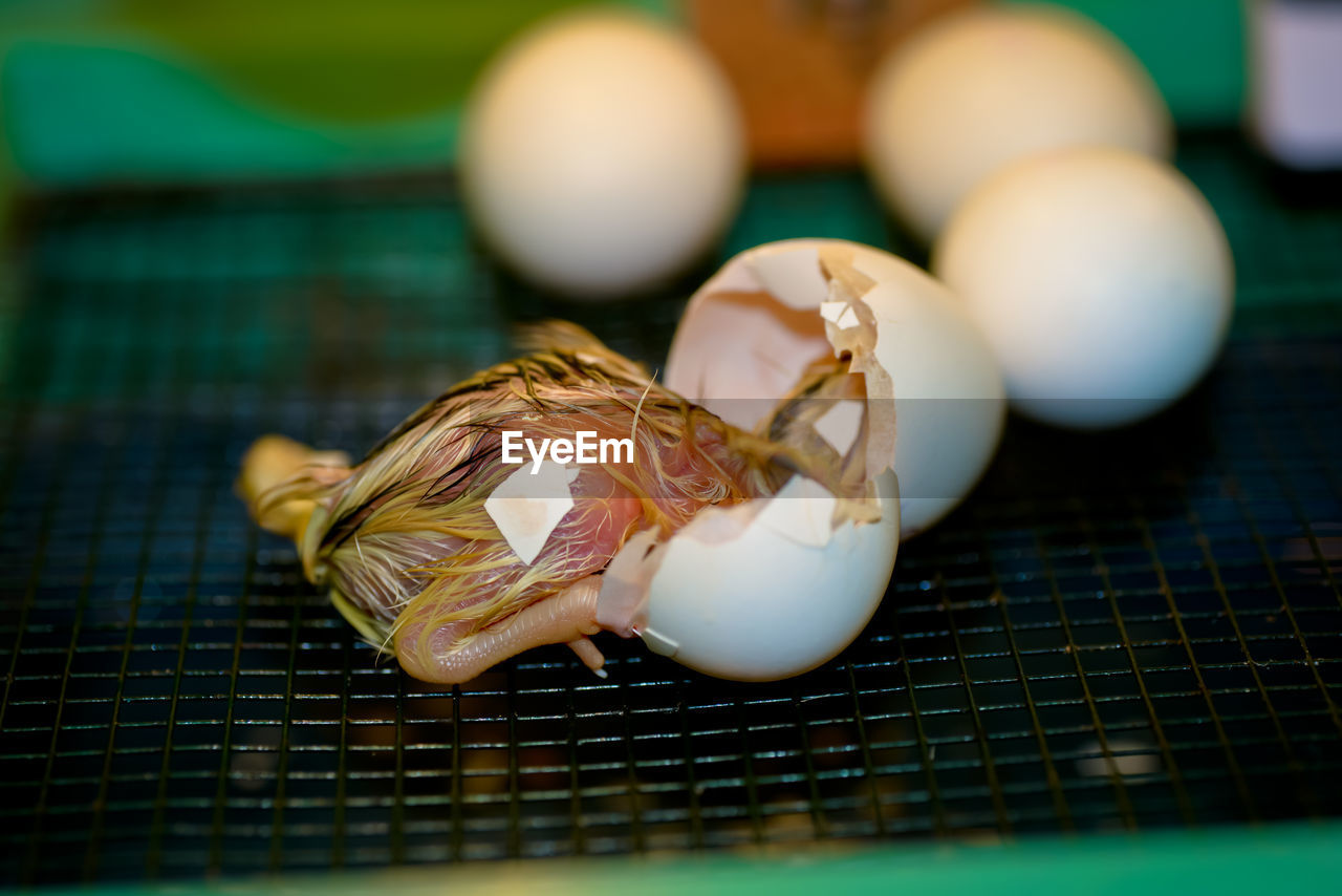 Close-up of a bird