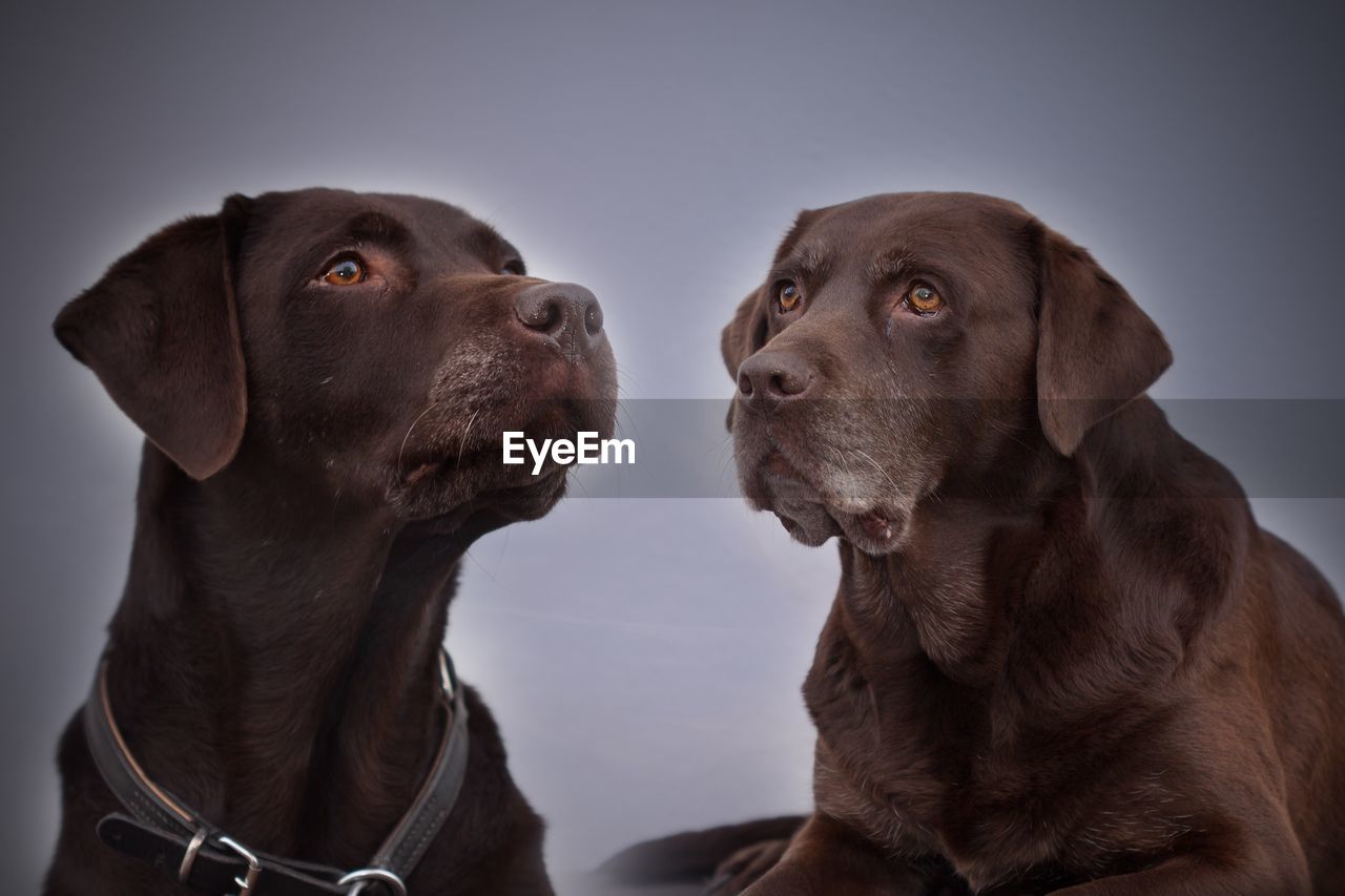 CLOSE-UP OF DOG LOOKING AWAY AGAINST GRAY BACKGROUND