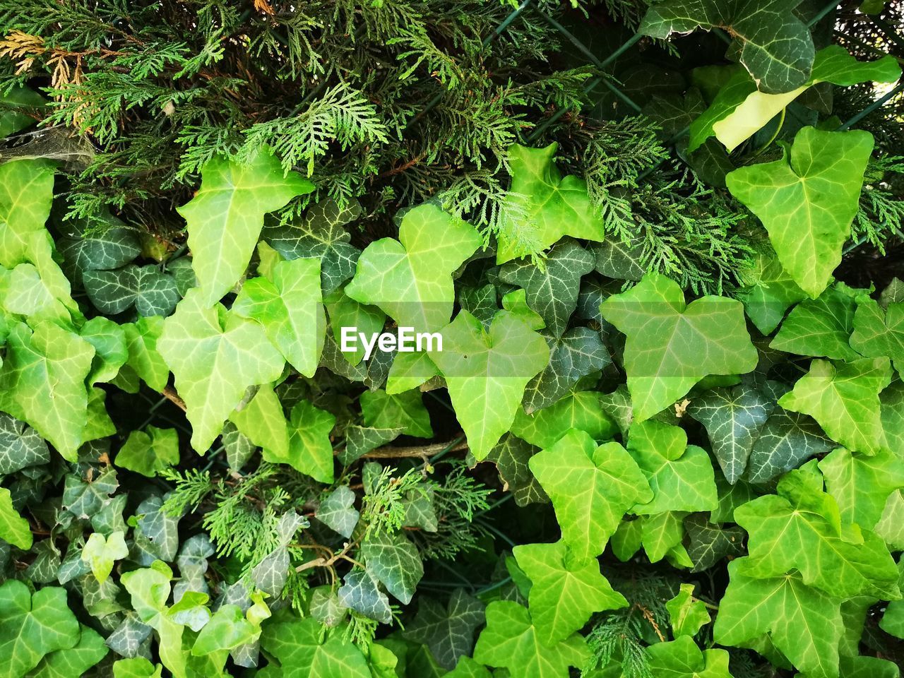 FULL FRAME SHOT OF GREEN LEAVES