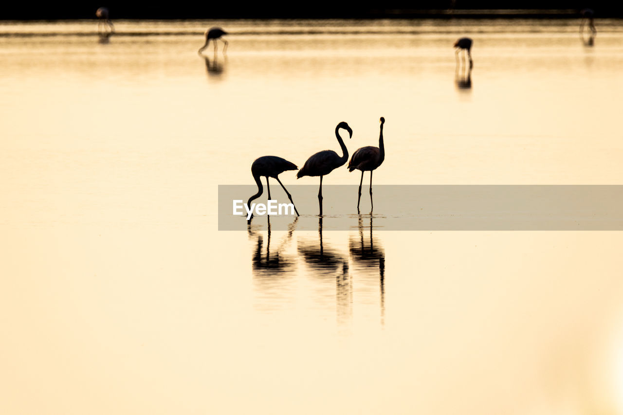 VIEW OF BIRDS IN A LAKE