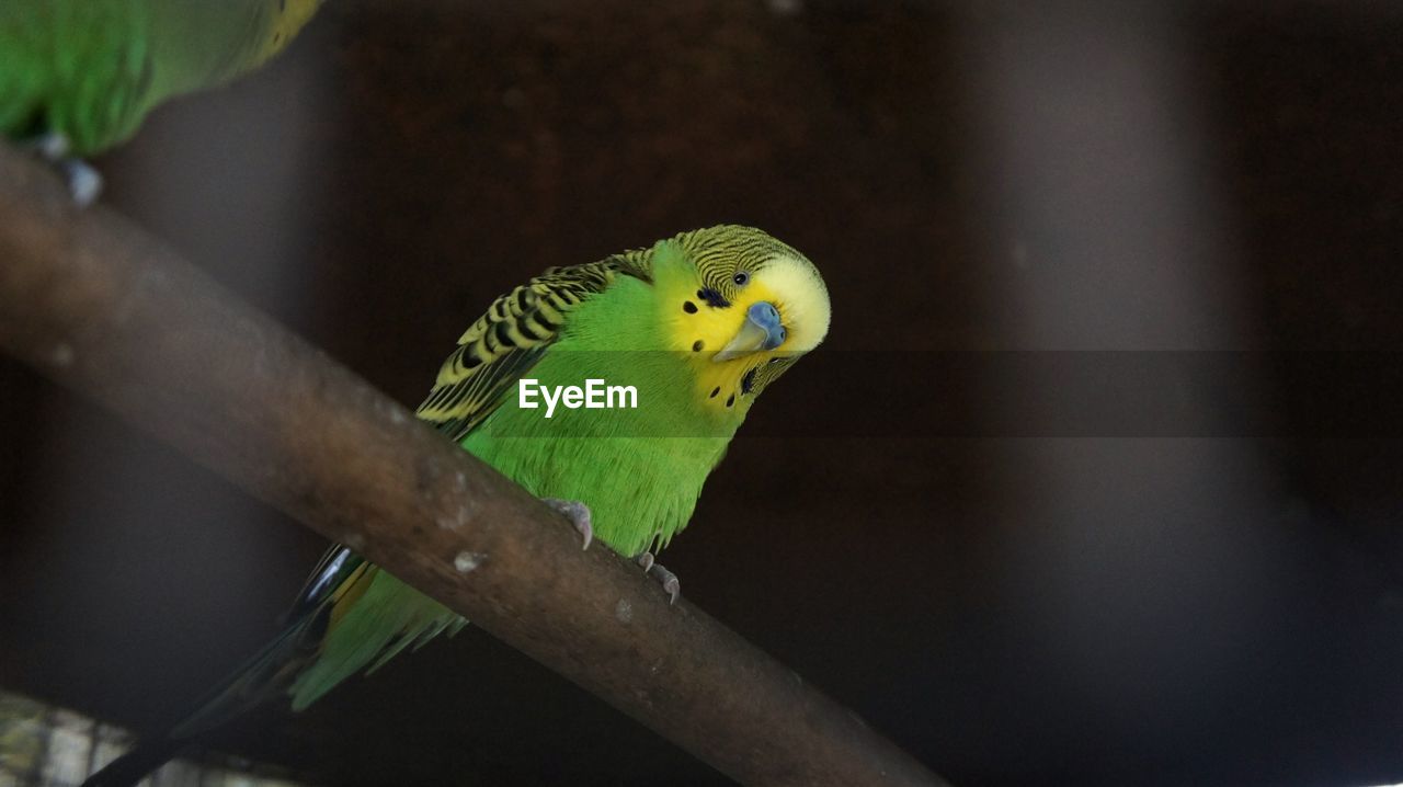 Close-up of parrot perching on wood