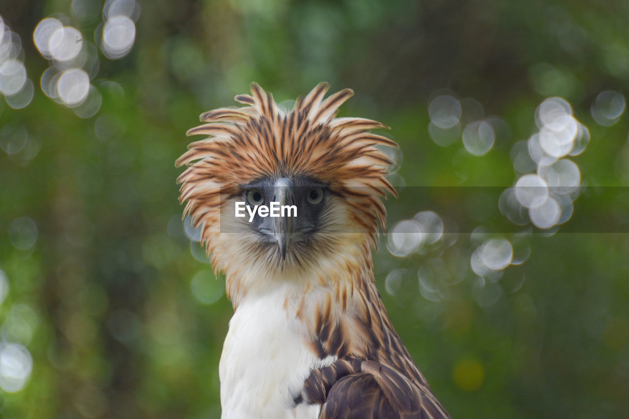 Philippine eagle 