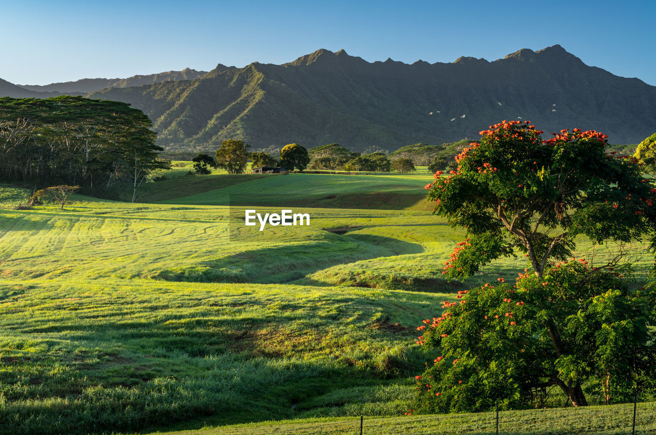 SCENIC VIEW OF FIELD AGAINST MOUNTAINS