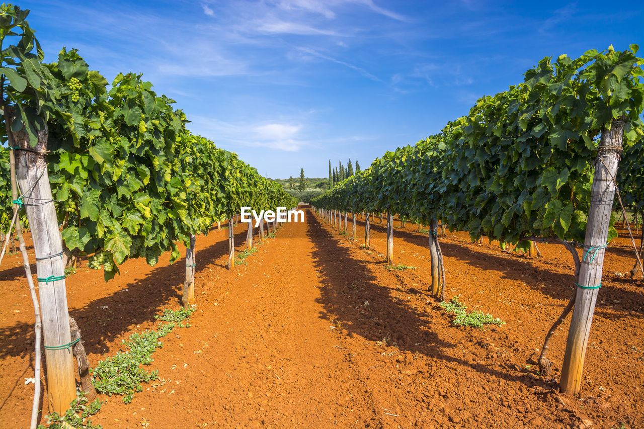 VINEYARD AGAINST SKY