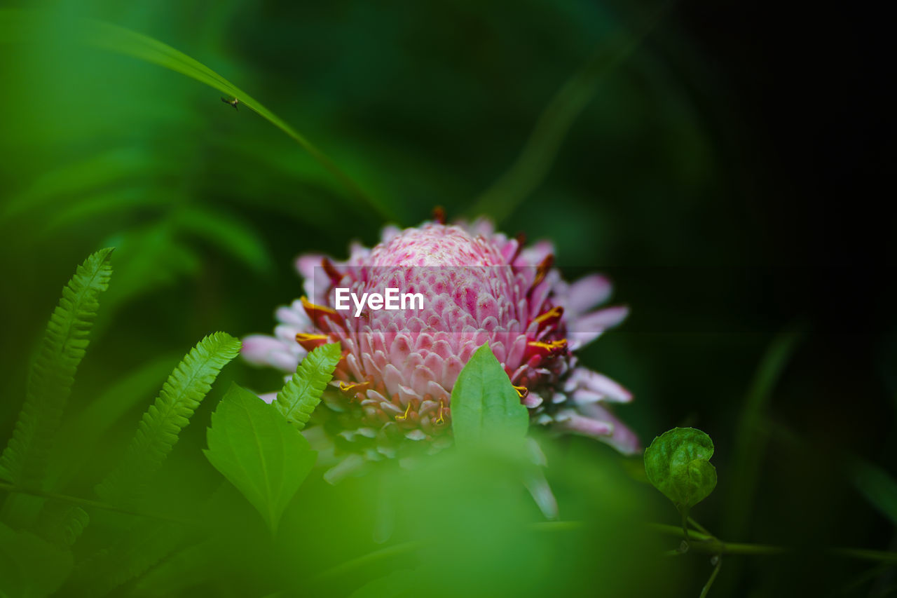 Close-up of pink flower on plant