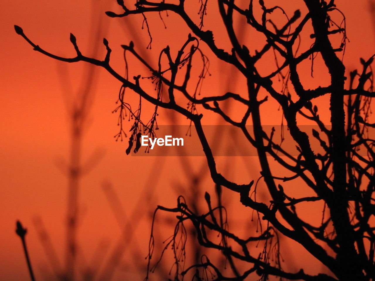 CLOSE-UP OF SILHOUETTE BARE TREE AGAINST ORANGE SKY