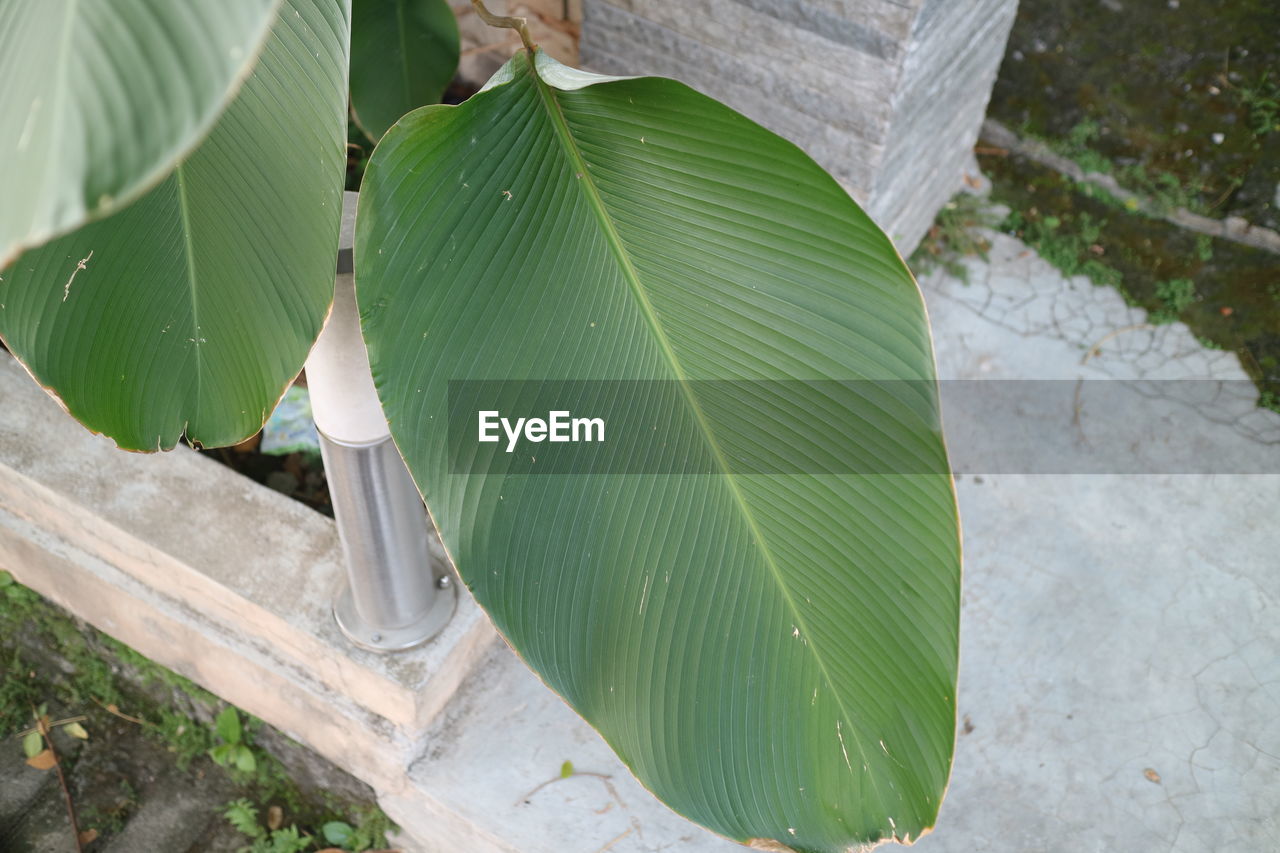 green, leaf, plant part, banana leaf, plant, nature, no people, day, tree, flower, high angle view, growth, outdoors, water, banana tree, close-up, beauty in nature, leaves, tropical climate