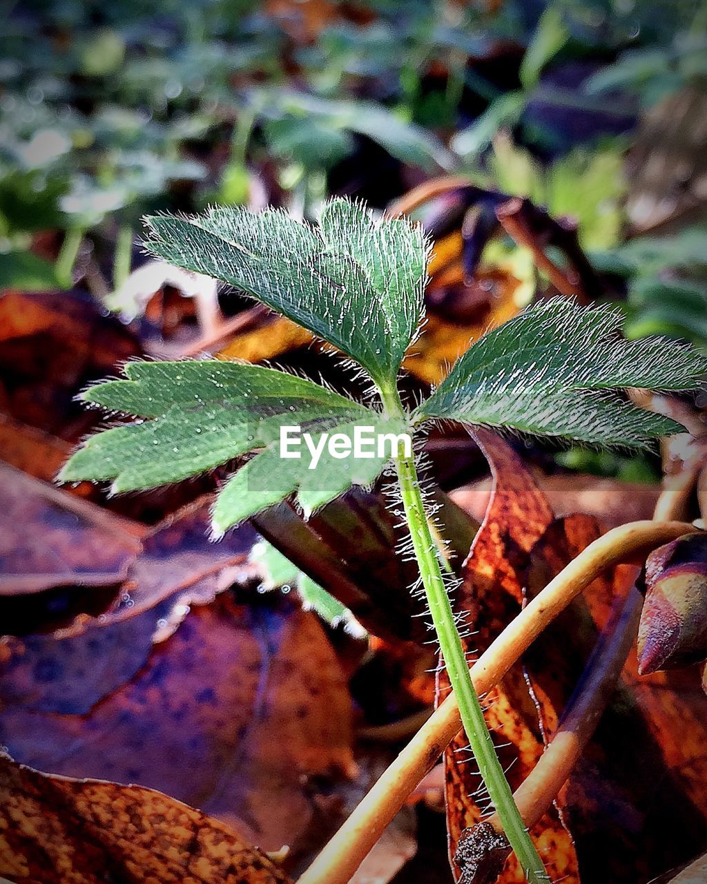 Close-up of leaves growing on field