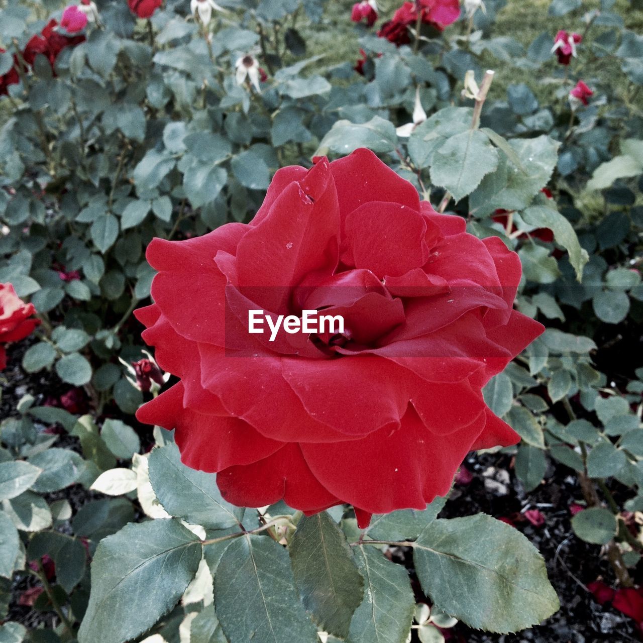 CLOSE-UP OF RED FLOWERS