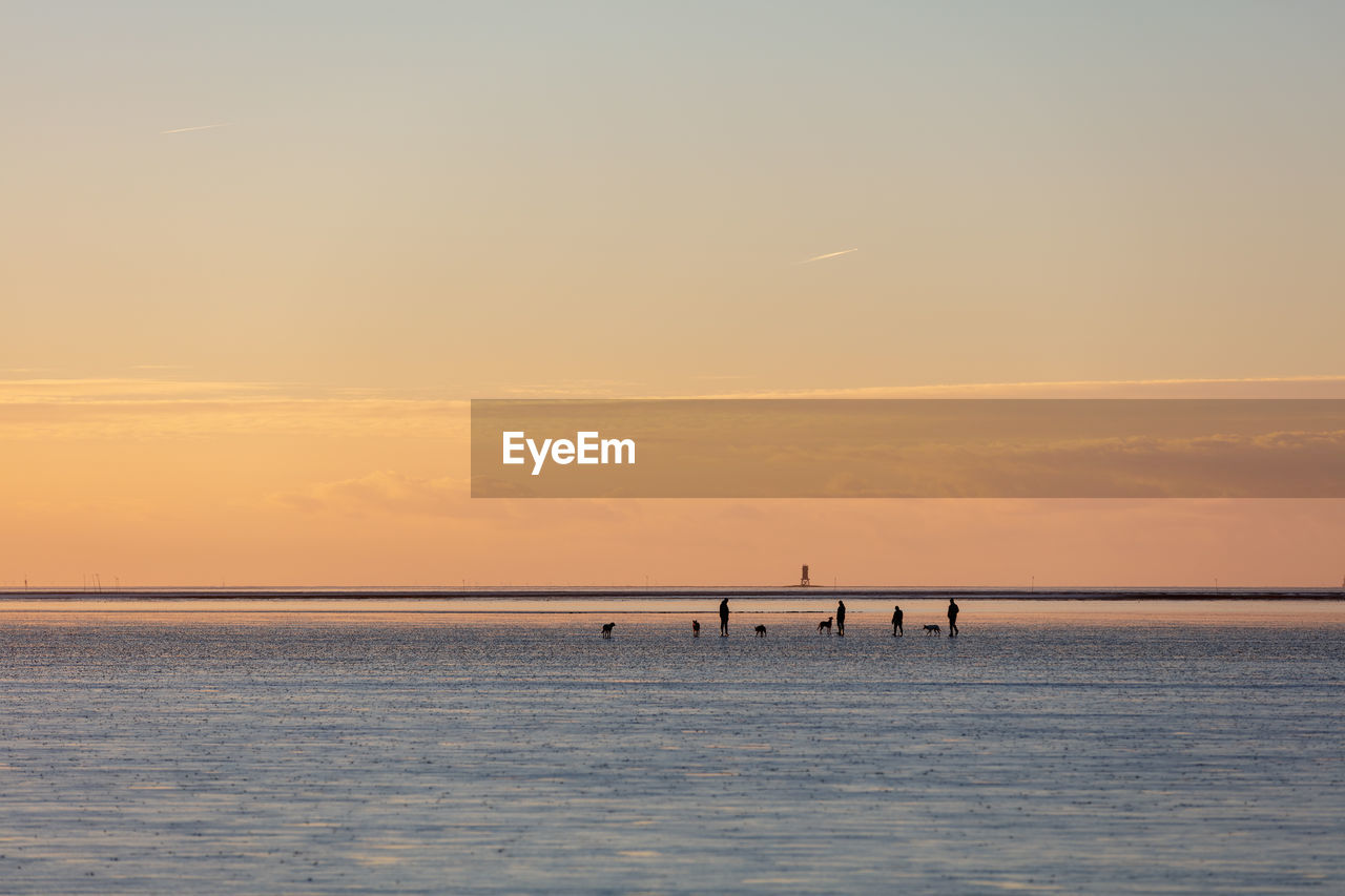 Silhouettes of people take a walk with dogs in the mud flat of north sea at low tide