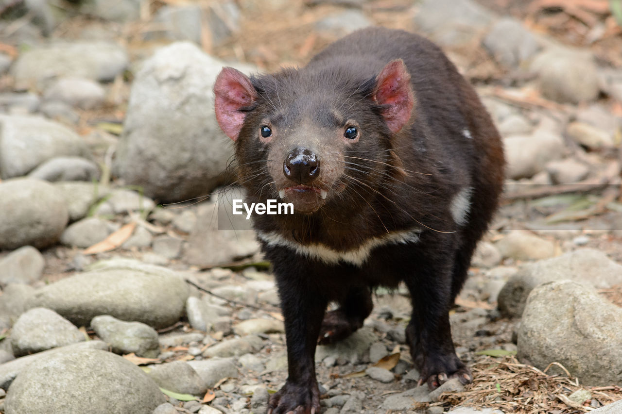 Close-up portrait of mammal on field