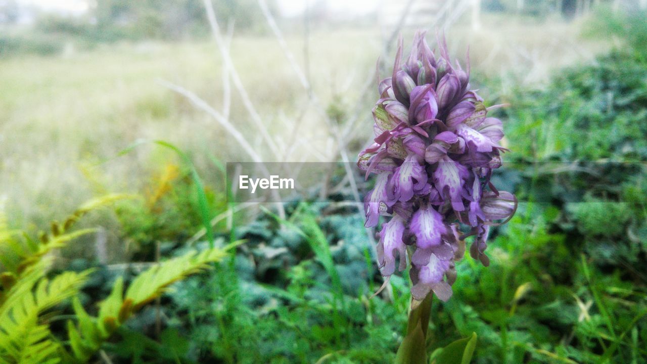 CLOSE-UP OF PURPLE FLOWER PLANTS