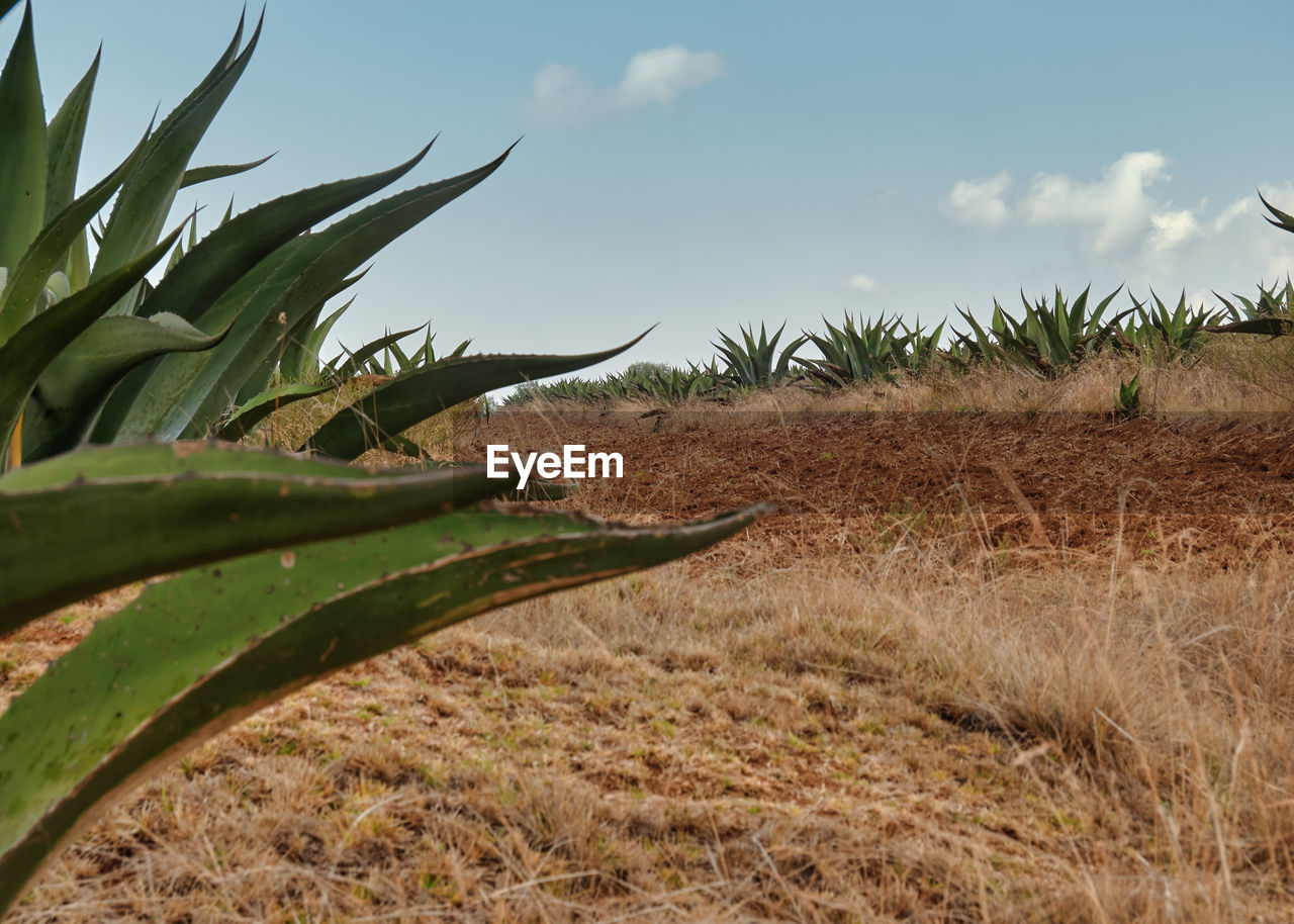 CLOSE-UP OF PLANT GROWING ON FIELD