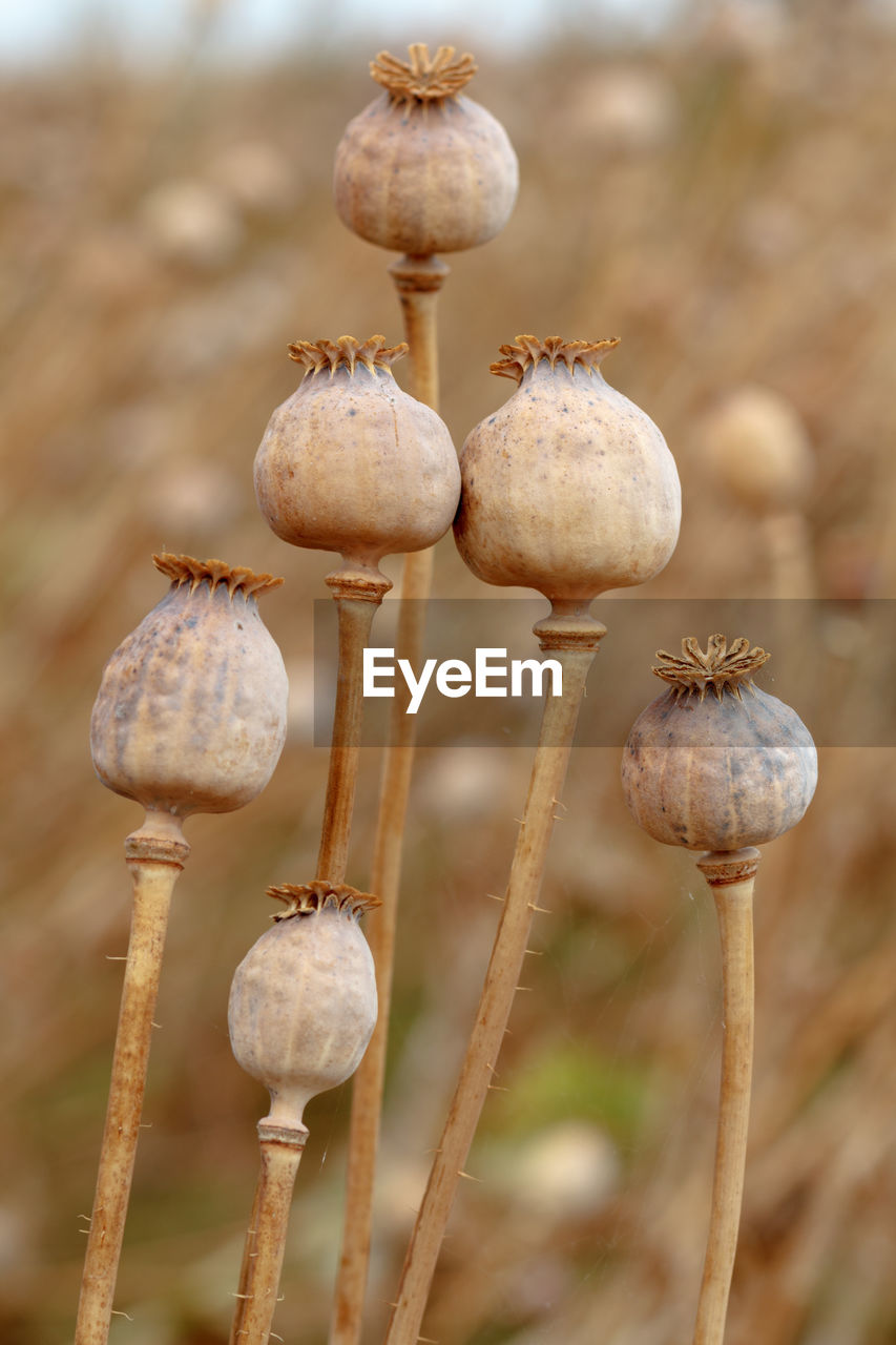 CLOSE-UP OF MUSHROOM ON FIELD