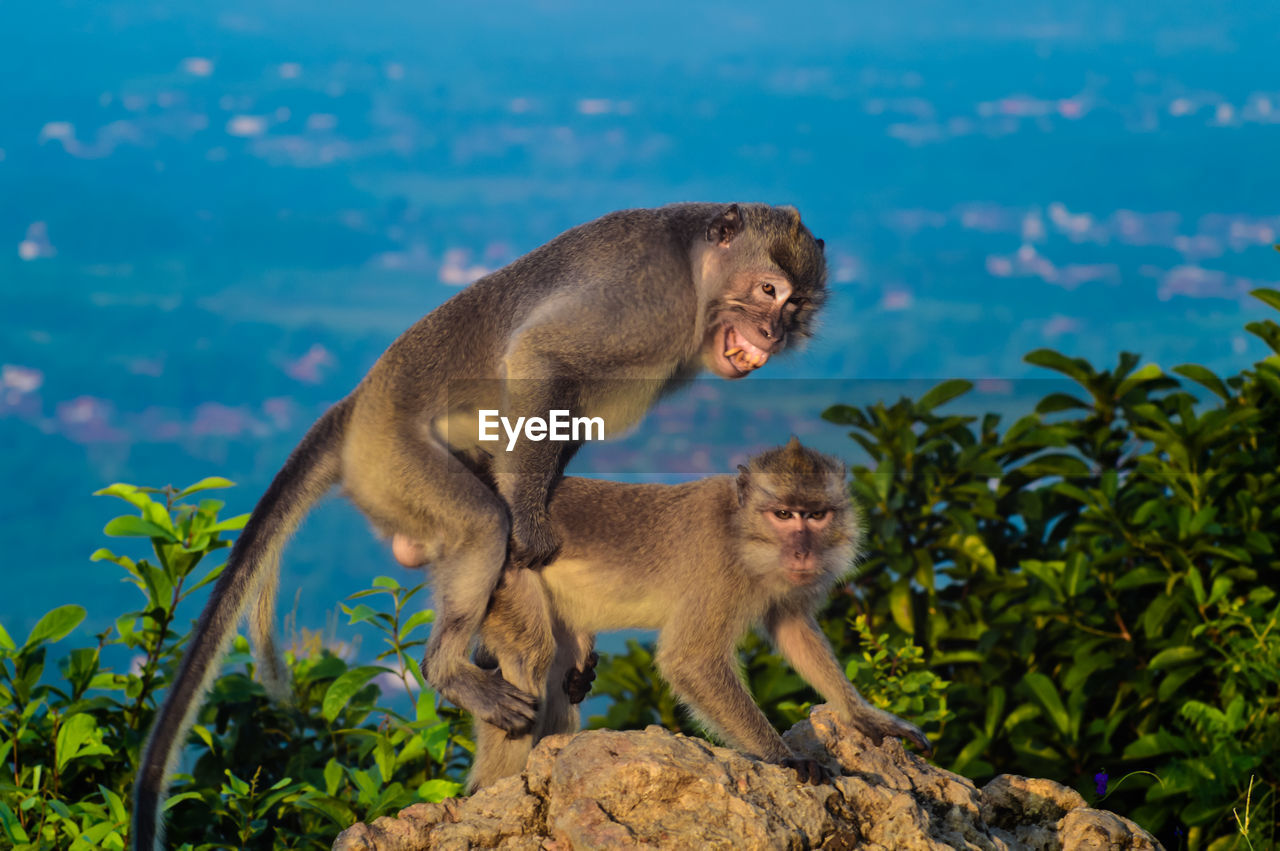 Monkeys mating on rock against sky