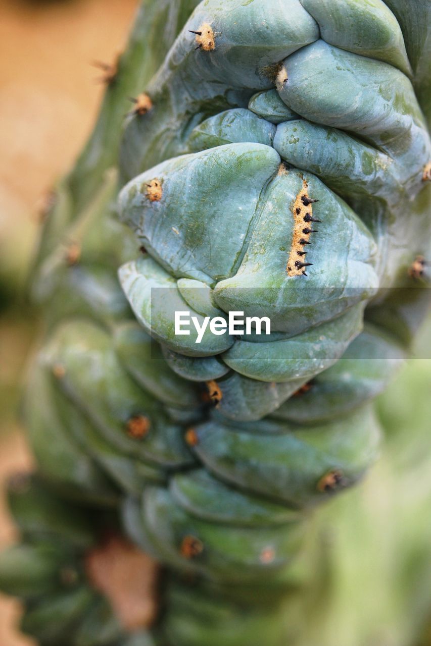 CLOSE-UP OF CRAB ON PLANT