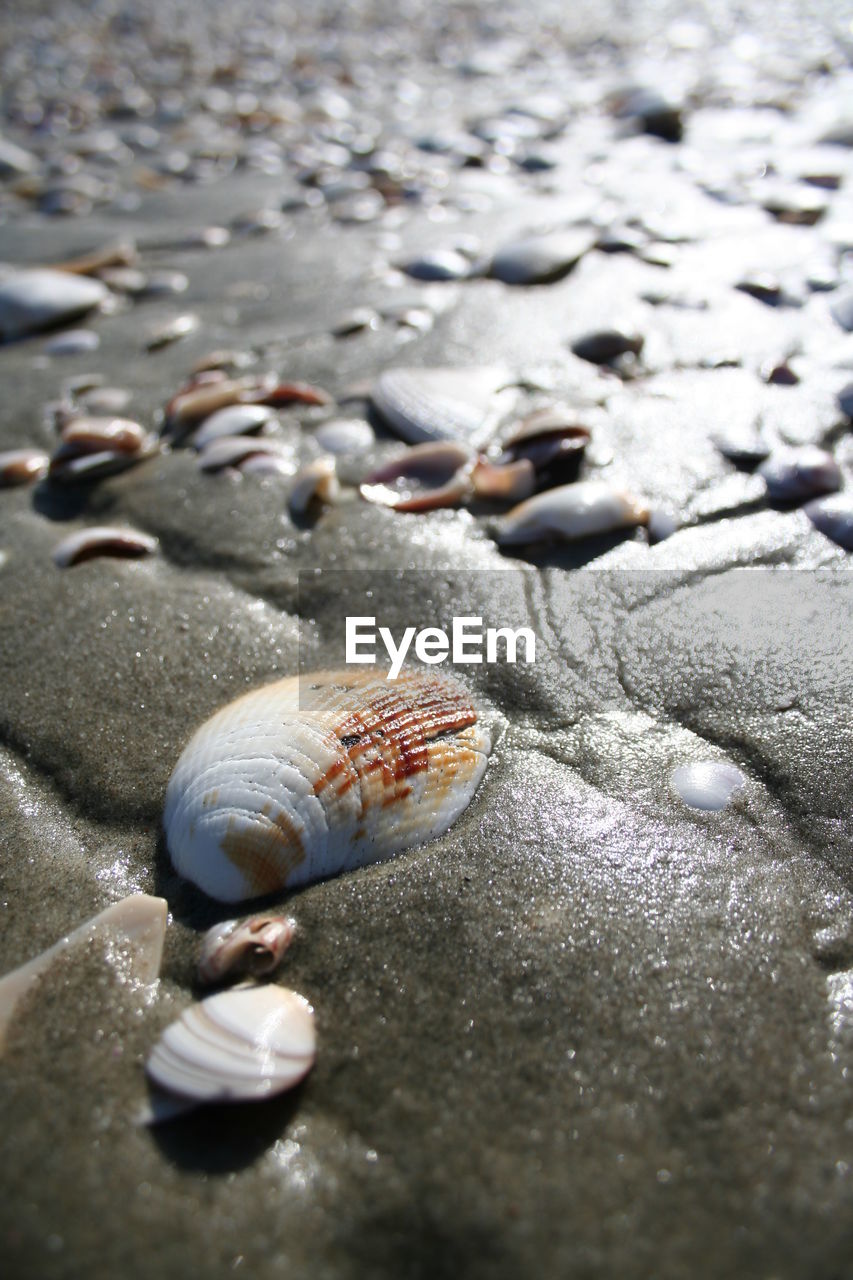 SEASHELLS ON BEACH