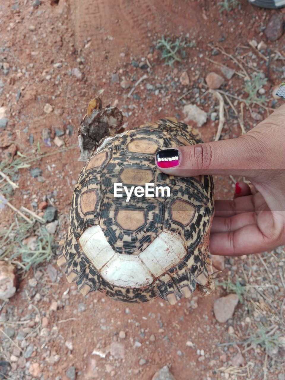 Cropped hand of woman holding tortoise shell on field