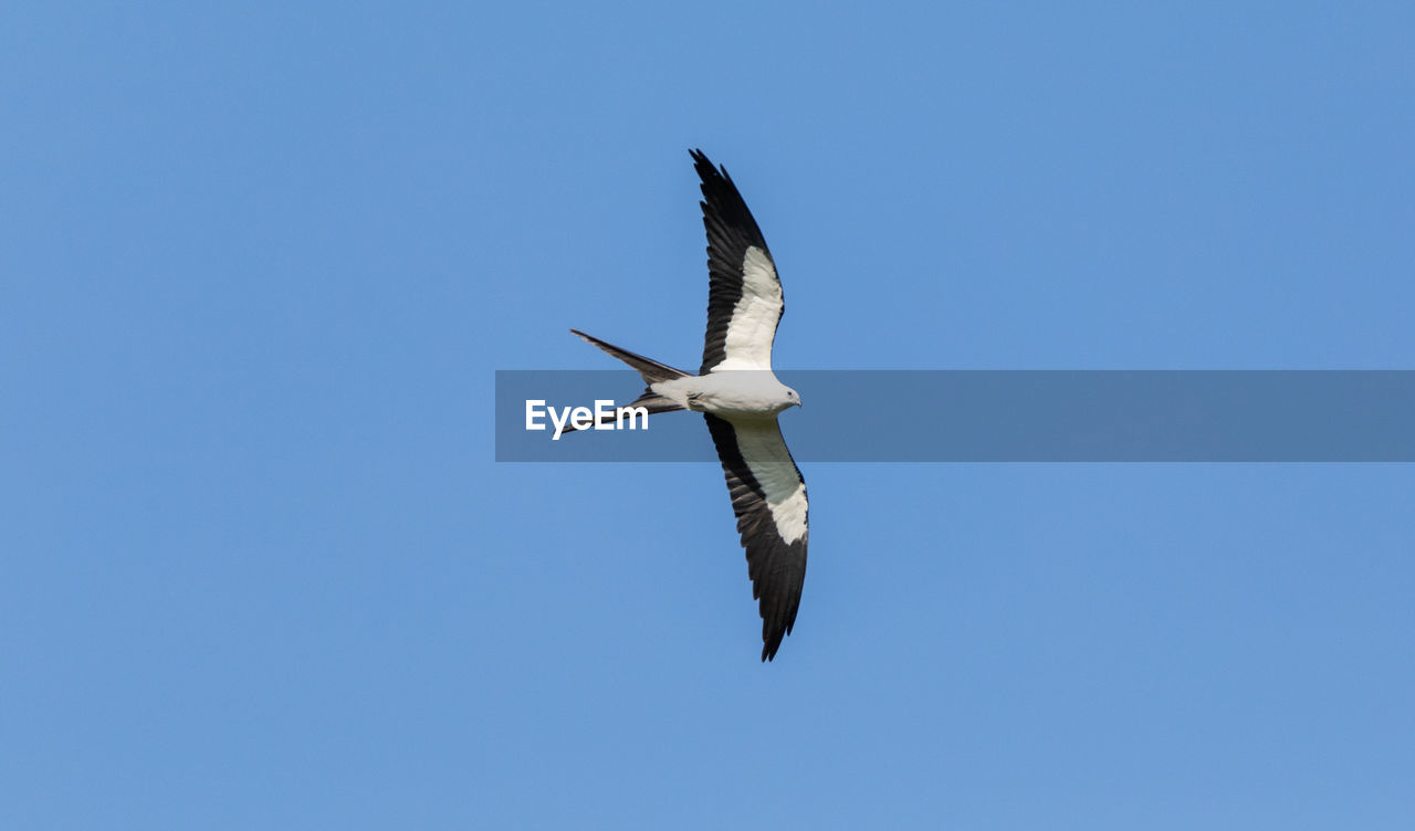 LOW ANGLE VIEW OF SEAGULL FLYING AGAINST CLEAR BLUE SKY