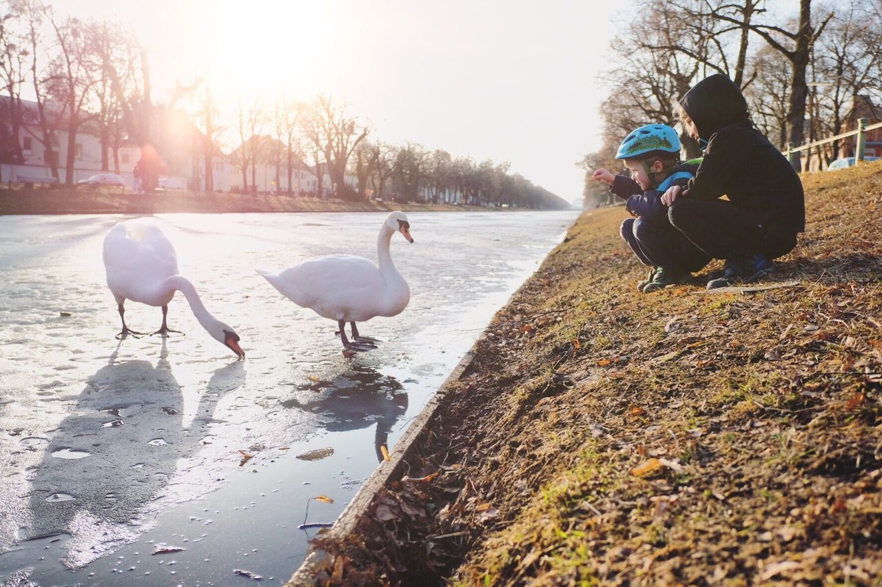 BIRDS AT LAKESHORE