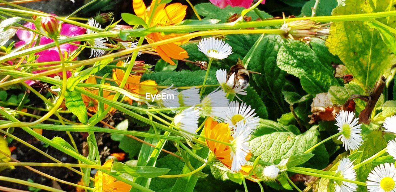 CLOSE-UP OF INSECT ON PLANT AT FLOWERING PLANTS