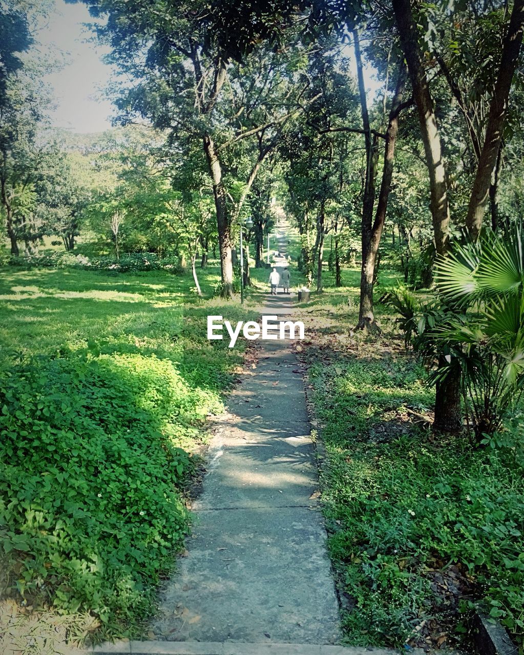 PATHWAY ALONG TREES IN PARK