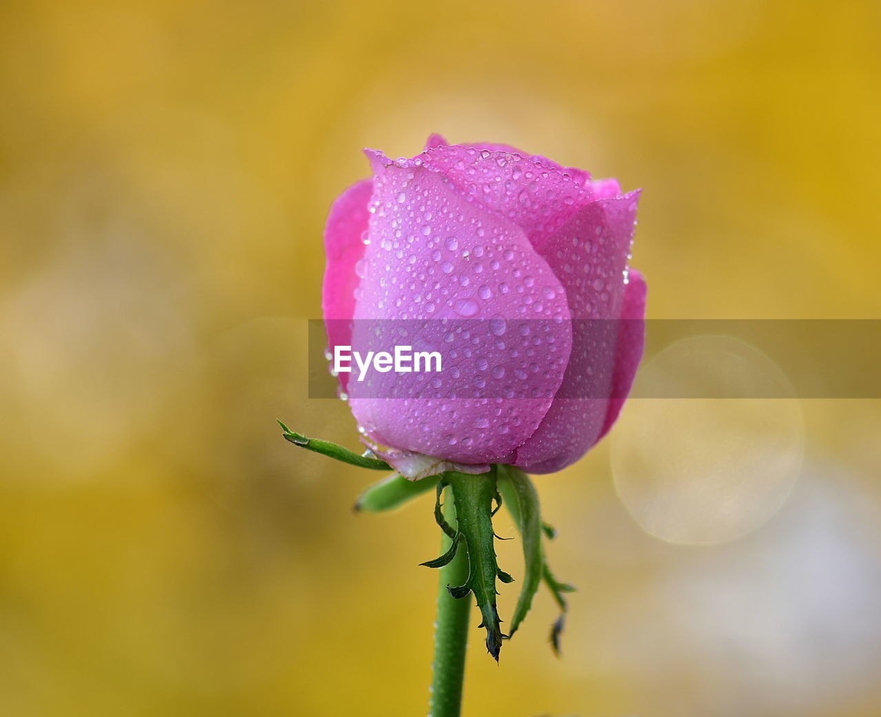 Close-up of wet pink flower blooming outdoors