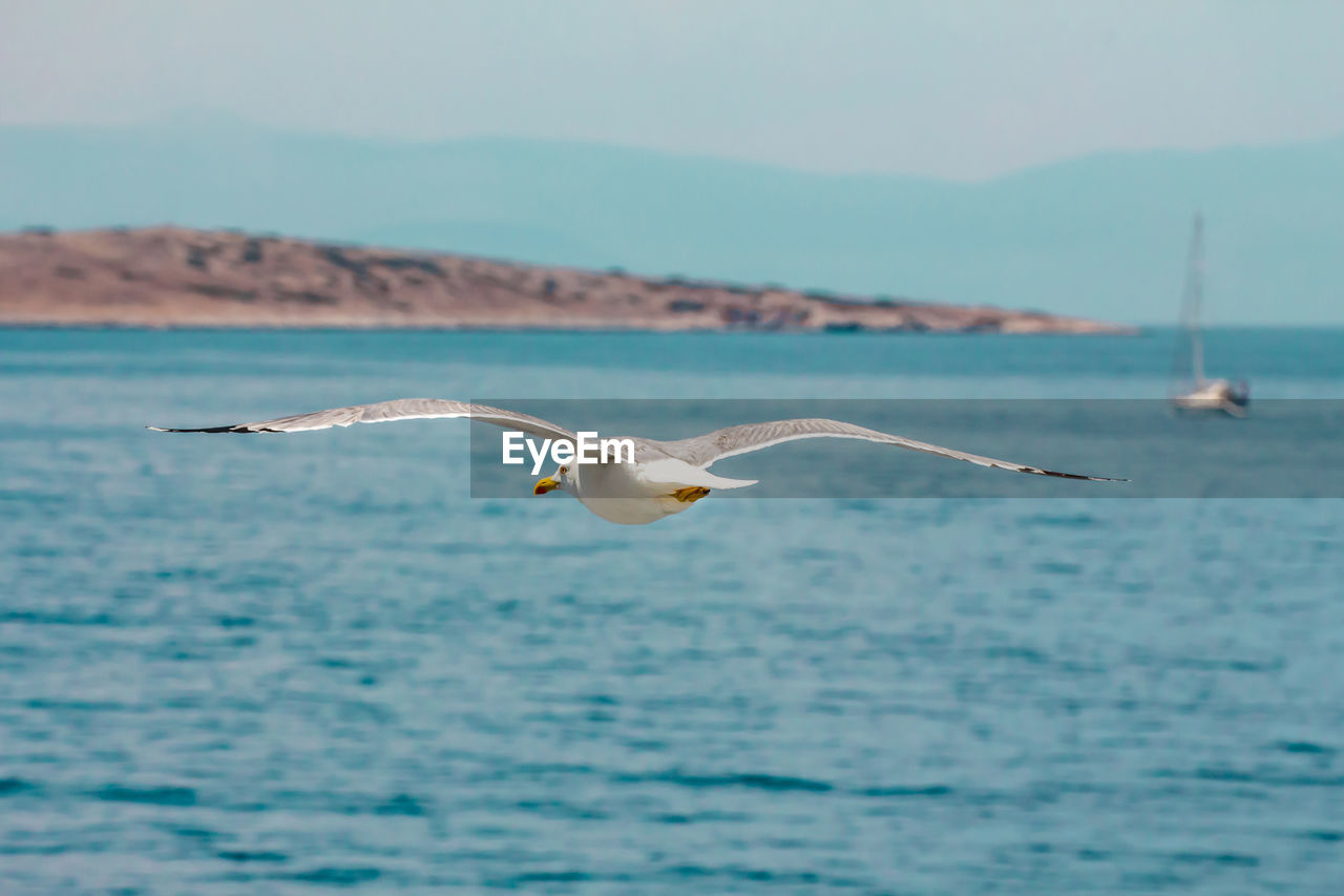 European herring gull, seagull, larus argentatus flying in the summer along the shores of aegean sea