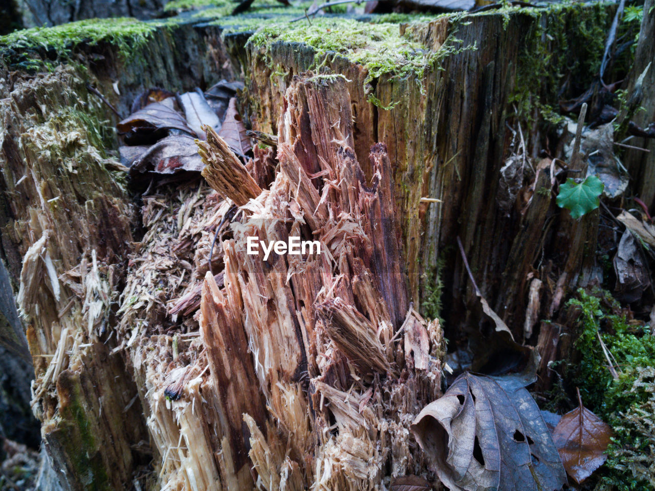 HIGH ANGLE VIEW OF MUSHROOMS GROWING ON FIELD