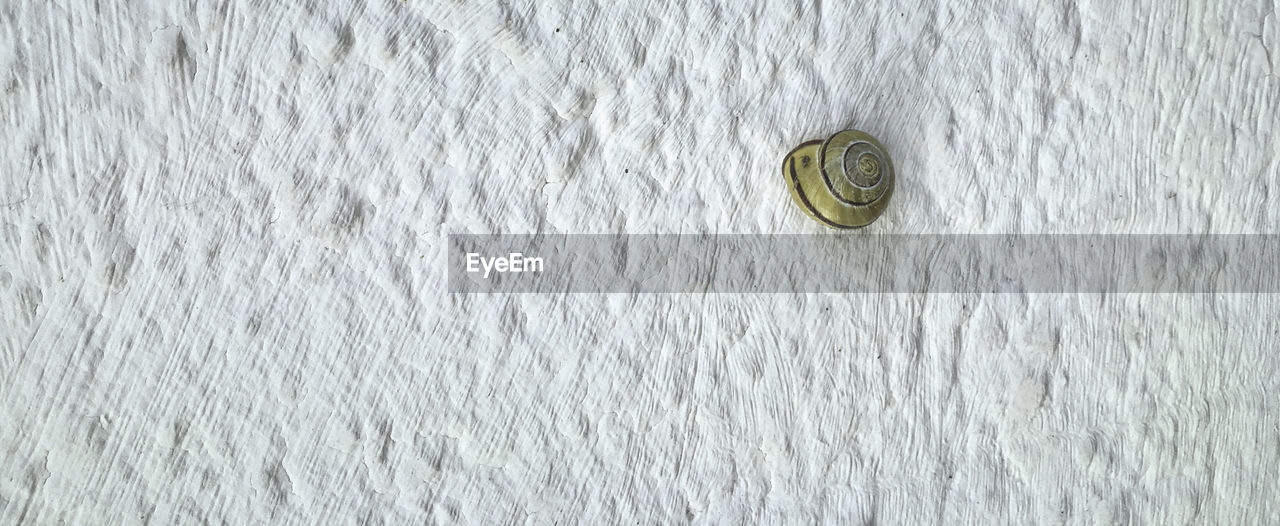 Close up of white wall with a snail