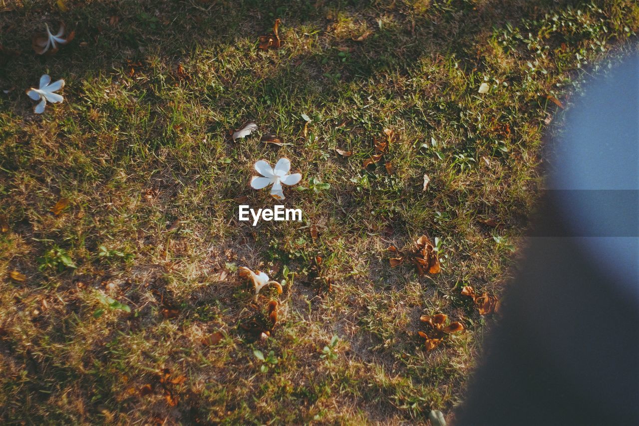 leaf, nature, autumn, sunlight, plant, high angle view, day, grass, flower, no people, land, tree, green, outdoors, beauty in nature, field, plant part, growth, reflection, yellow, close-up, directly above