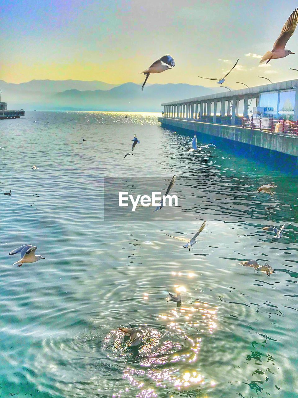 FLOCK OF SEAGULLS FLYING OVER SEA