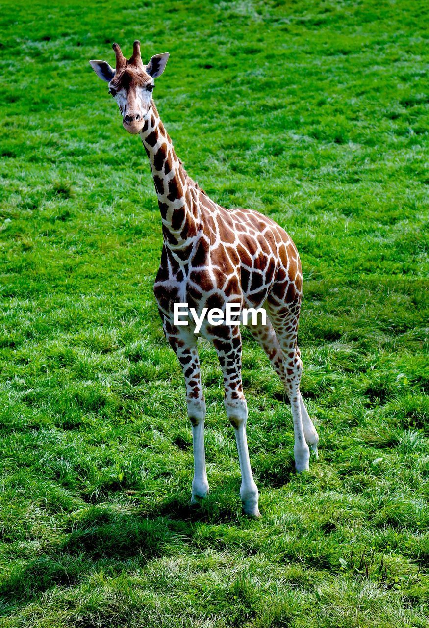 GIRAFFE STANDING ON GRASS