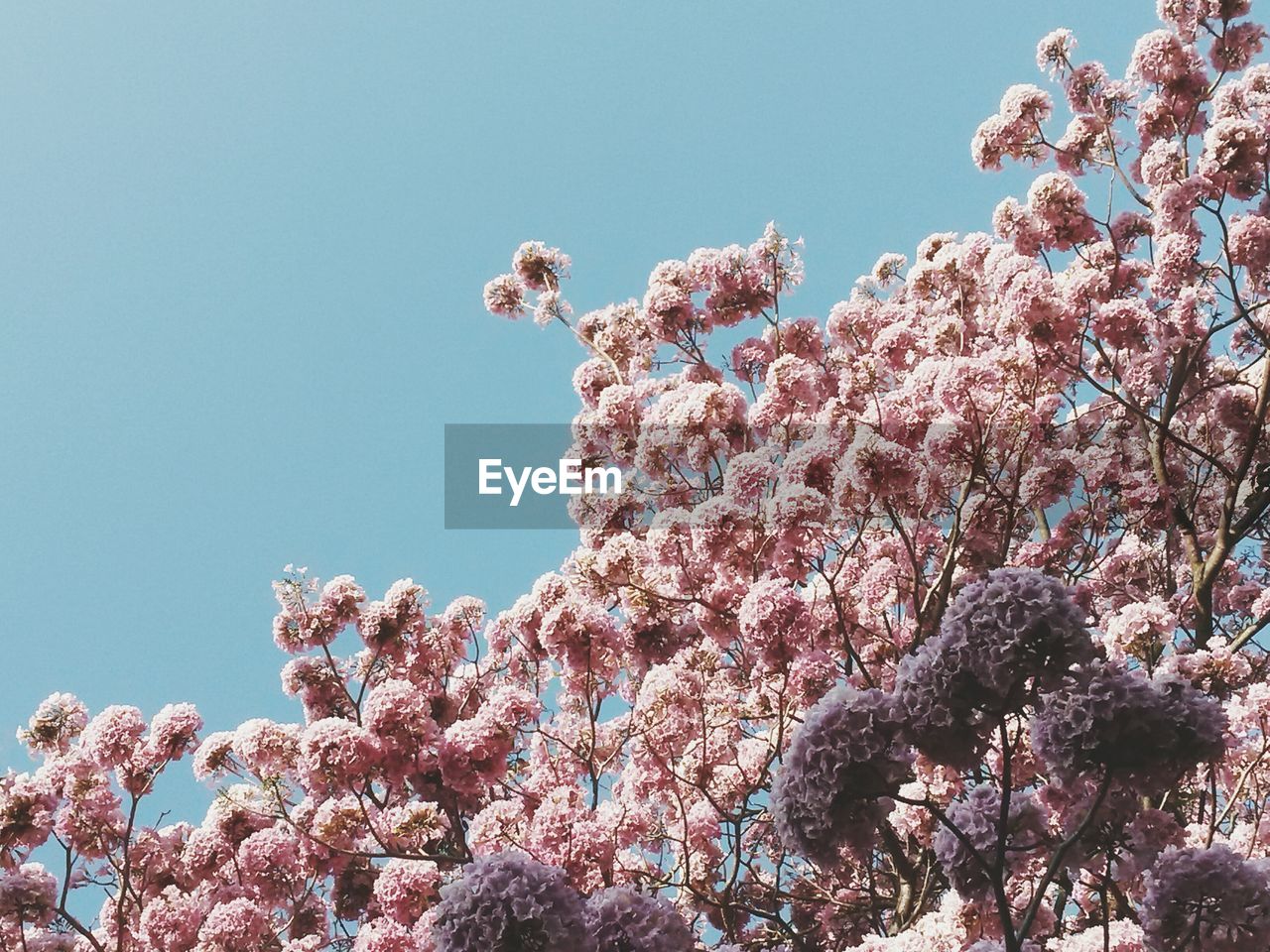 Low angle view of pink blossoms against sky